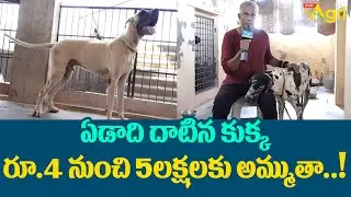 Great Dane Dog Breed Information | ఏడాది దాటిన కుక్క రూ.4 నుంచి 5లక్షలకు అమ్ముతా..! Tone Agri
