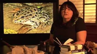 Animal Habitats : Where Do Frogs Live?