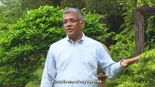 Top 3 Bonsai Trees for India | Sumit&rsquo;s Beginner Picks: Ficus, Barbados Cherry & Bougainvillea