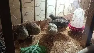 Incio do criat&oacute;rio B&L : venda de ovos galados : ovos pra consumo : venda de codorninhas e manejo.
