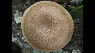 Polyporus arcularius