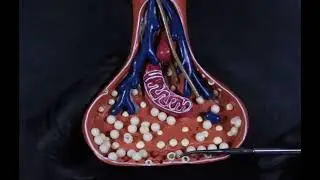 Axon terminal model
