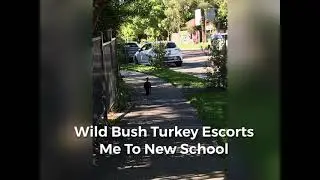 Wild Turkey Escort Service