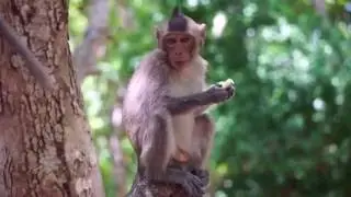Deep Water, Deep Jungle - Tropical Wildlife Conservation in Southeast Asia
