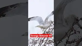 Have you ever seen a gull do this? 👀