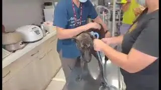 Adopt Mary&rsquo;s Doggies - Walker Vet checkup