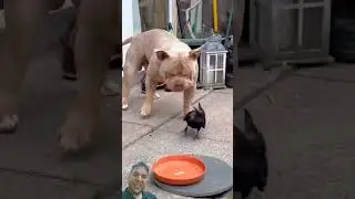 Dog: How dare you touch that😂🤣 #dog #crow #funny