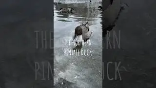 The northern pintail duck! (2023 post) #duck #northernpintail #fellerpine