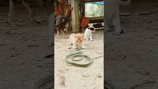 #cat #kucingvsular #snake #hewankucing #animals #duniasatwakita #pets #pecintasatwa #hewan #cute