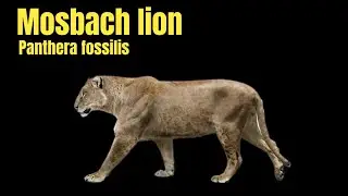 Mosbach lion (Panthera fossilis): The first lion
