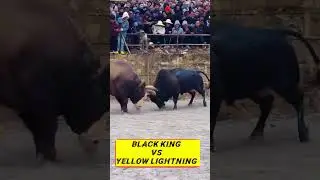 The glorious duel between the two bull kings. Who can defend his crown?#animals #fight #bull