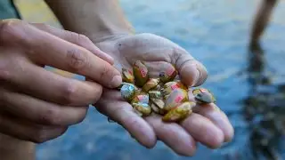 Stocking Freshwater Mussels in Virginia&rsquo;s Clinch River