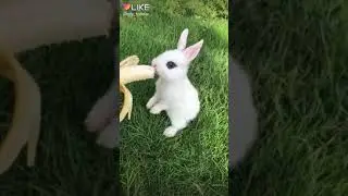 CUTE RABBIT LIKE APP VIDEO