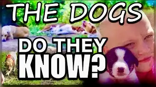 What do Summer's dogs know? | Don Wells written statement proves Summer was outside not in the basem