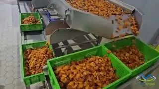 Dried Apricot Washing, Cleaning & Calibrating / Sizing Factory Plant Line | P4 Industrial ⚙️