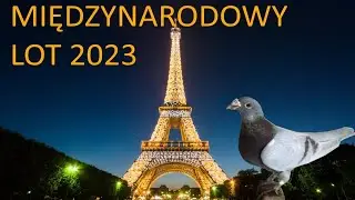 Popołudniowe wypuszczenie gołębi godz. 17