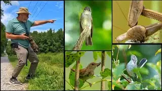 WARNING!  R-rated Birding!!!