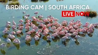 Flamingo Camera | Kamfers Dam - LIVE