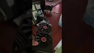 Does kitty want a Radeon Card? Part 2. #shorts #amd #cats #gpu #radeon #kitty