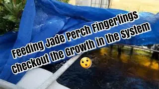 Feeding the Jade Perch Fingerlings and Checkout the Growth in the Grow Beds 😁