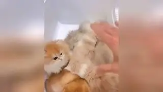 Soft little kittens are going to make you feel loved