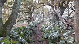 Walking with Oaks