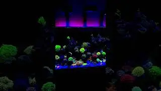 My new reef tank - 3 months update