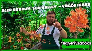 Acer rubrum 'Sun Valley' - Ősszel a legszebb lombú Vörös juhar