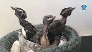 Raising Willy Wagtails:  the chicks grow up and start to wag their tails