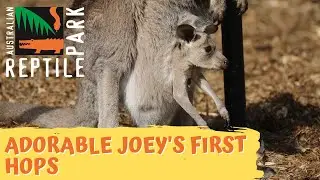 Baby kangaroo's first hops caught on camera! | Australian Reptile Park
