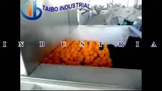 fruit washing,drying,waxing,grading line