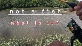 SNAPPED!!!  NOT A TARGET SPECIES! #fishing #carpfishing