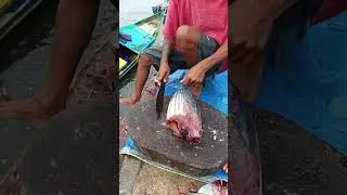 Fresh skipjack tuna has just been delivered by fishermen #short #fish #food #fyp #satisfaying