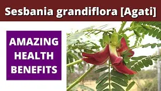 vegetable hummingbird tree | agati tree | sesbania grandiflora health benefits | August tree
