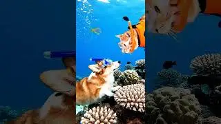 Corgi & Orange Cat Underwater Diving Adventure