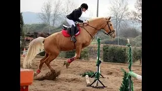 Concurso de SALTOS CABALLO