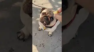Trending #foryou #song #ytshorts #love #pug #dogshorts #petinfluencer #simba #bollywood #viralvideo