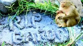 Update ! BARON was buried  this morning 07-23-2020 ,I wish him the best for next born ,RIP BARON