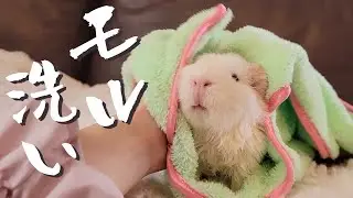 モルモットを洗ったら心が砕けて服従のペロペロ