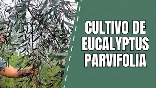 Cultivos de follajes - Eucalyptus parvifolia 🌿📈 aprende sobre este negocio 🙋🏻‍♂️