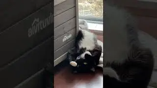 Upside-Down Sleepy Kitty Biscuits