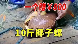 捕获超大椰子螺，1斤就能卖80！还有不少观赏鱼！ #捕鱼 #渔民 #fishing