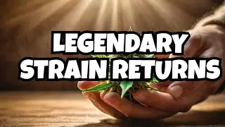 Unboxing Super Silver Haze: The Return of a Cannabis Legend