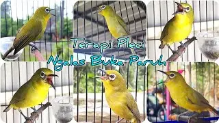 Pleci Roll Durasi Terapi Pleci Ngalas Buka Paruh #pleci #terapipleci #plecigacor #simulasilombapleci