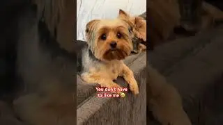Zillie is our little delight #dogshorts #funnydogvideos #4urpage