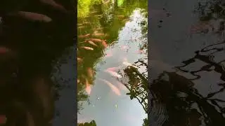 fish in the lack so beautifull 23452