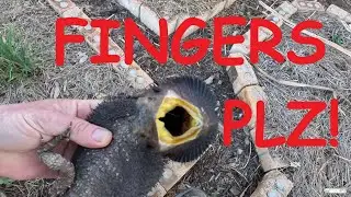 Bearded dragon in my garden – NOT catch and cook – wild Australian reptile
