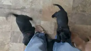 River Stone | Mae x Strike | 6-week-old British Labrador Puppies