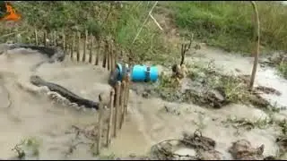 python trap using live chicken