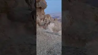 Desert Animals Walking on a DANGEROUS Cliffs  #wow #ibex #goat